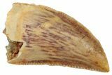Serrated Raptor Tooth - Real Dinosaur Tooth #357938-1